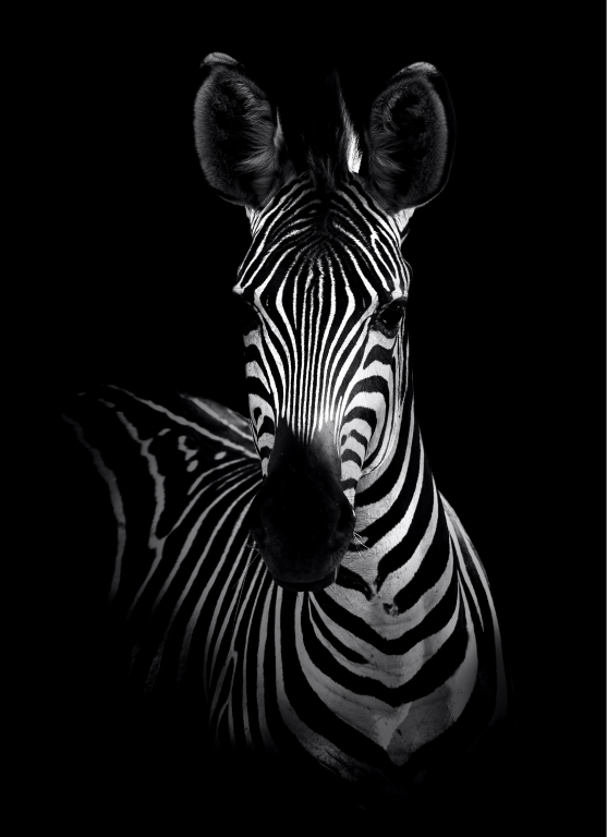 depositphotos 72347569 stock photo zebra in black and white 1